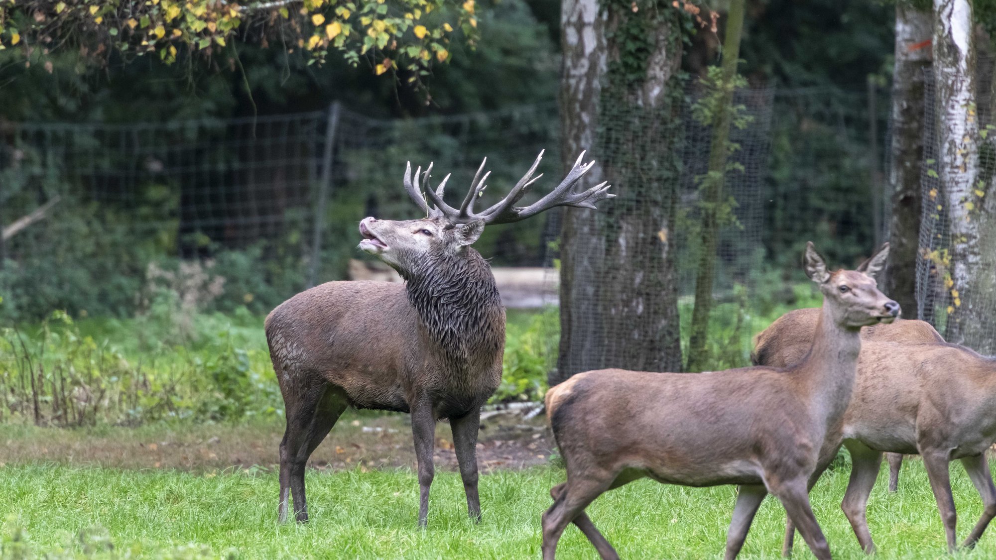 Wildpark 6