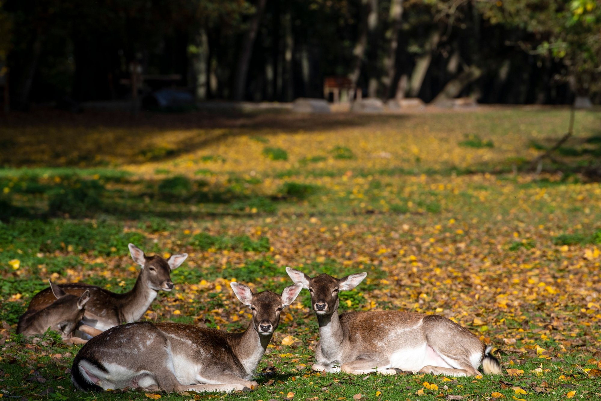 Sikawild im Wildpark-Rheingönheim