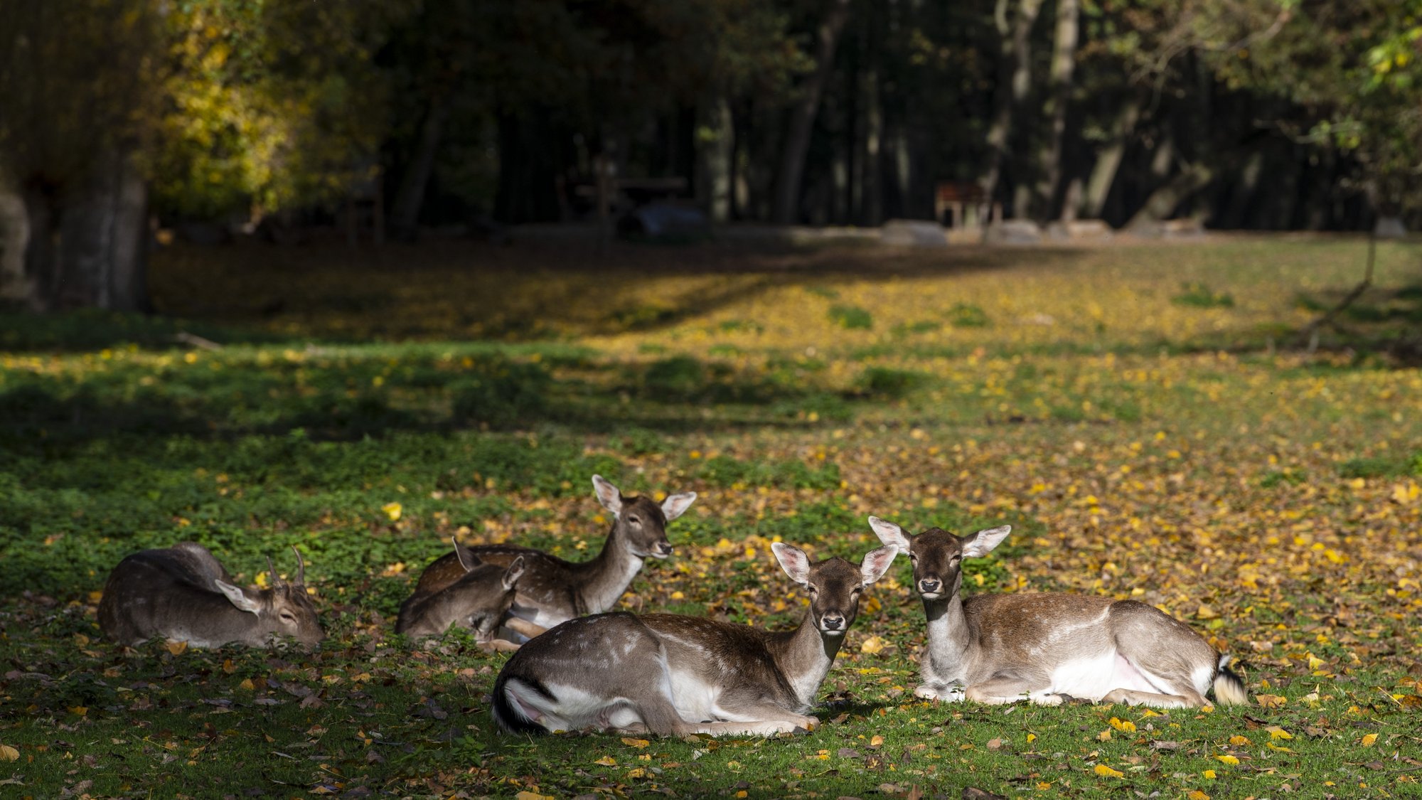 Wildpark 2