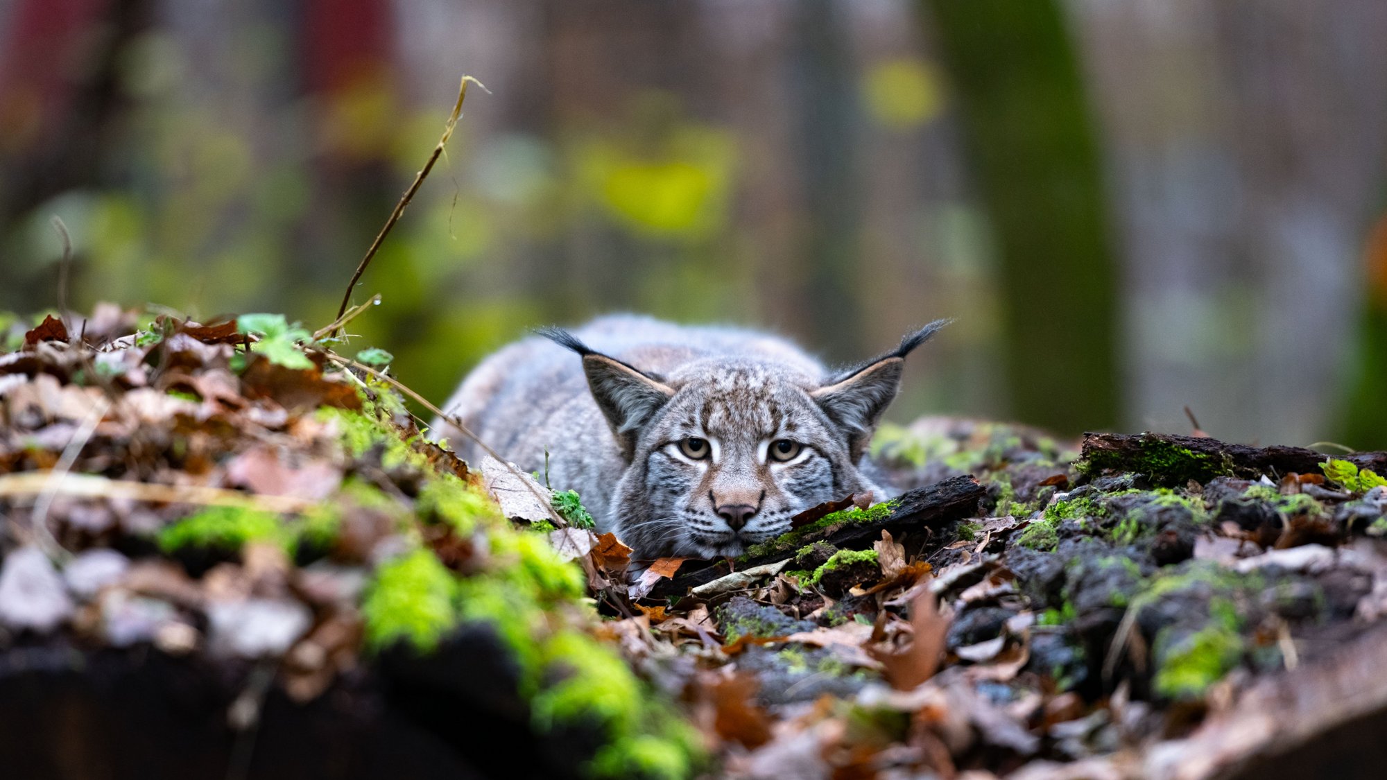 Wildpark 5