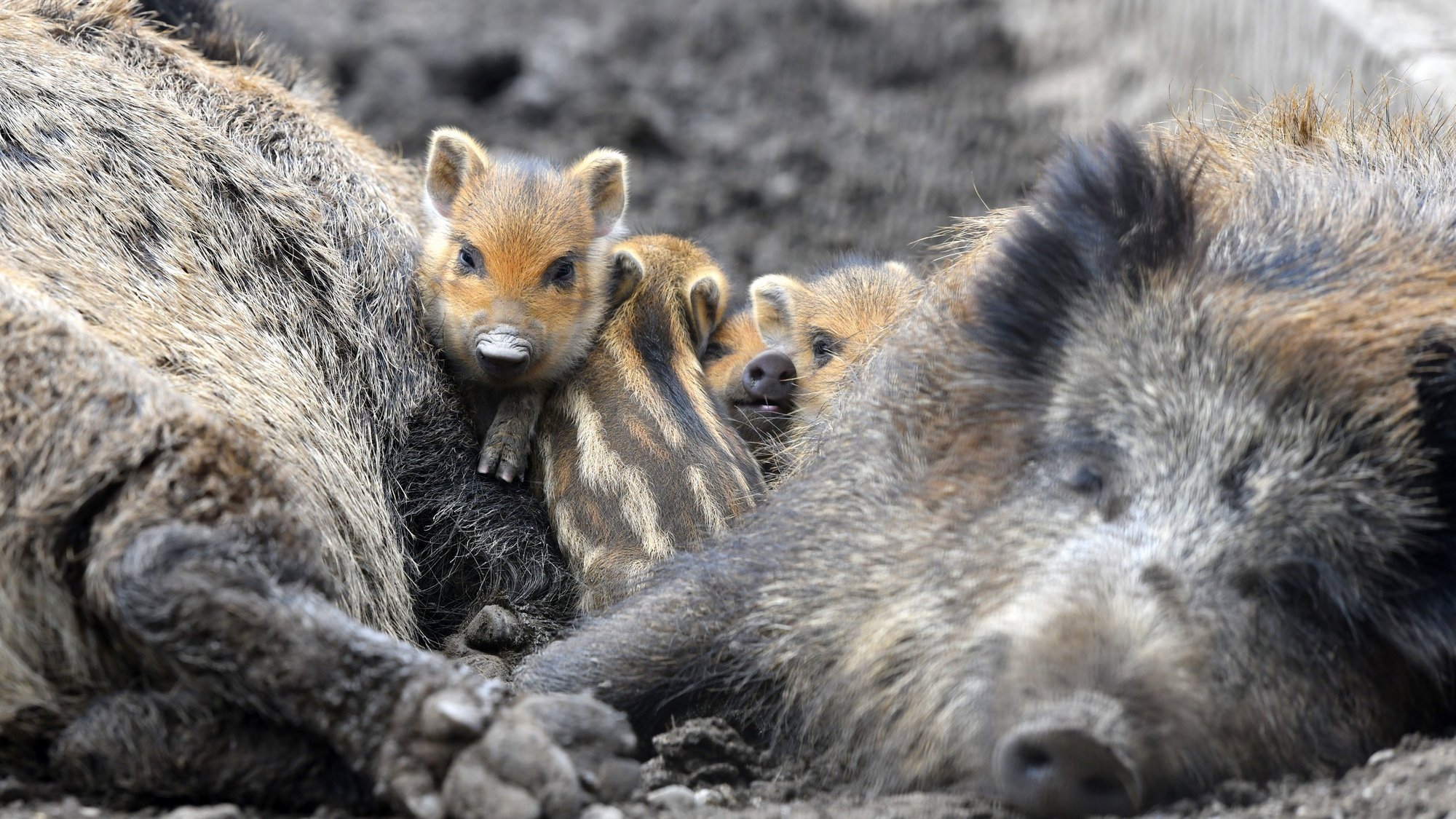 Wildpark 3