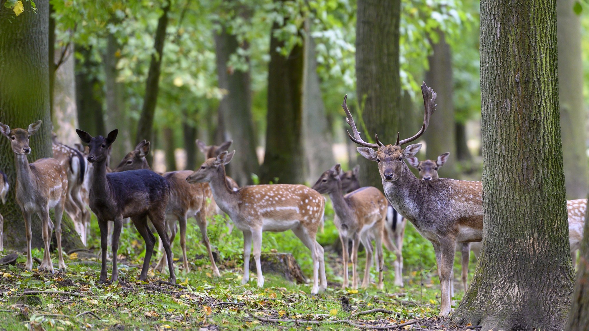 Wildpark 4