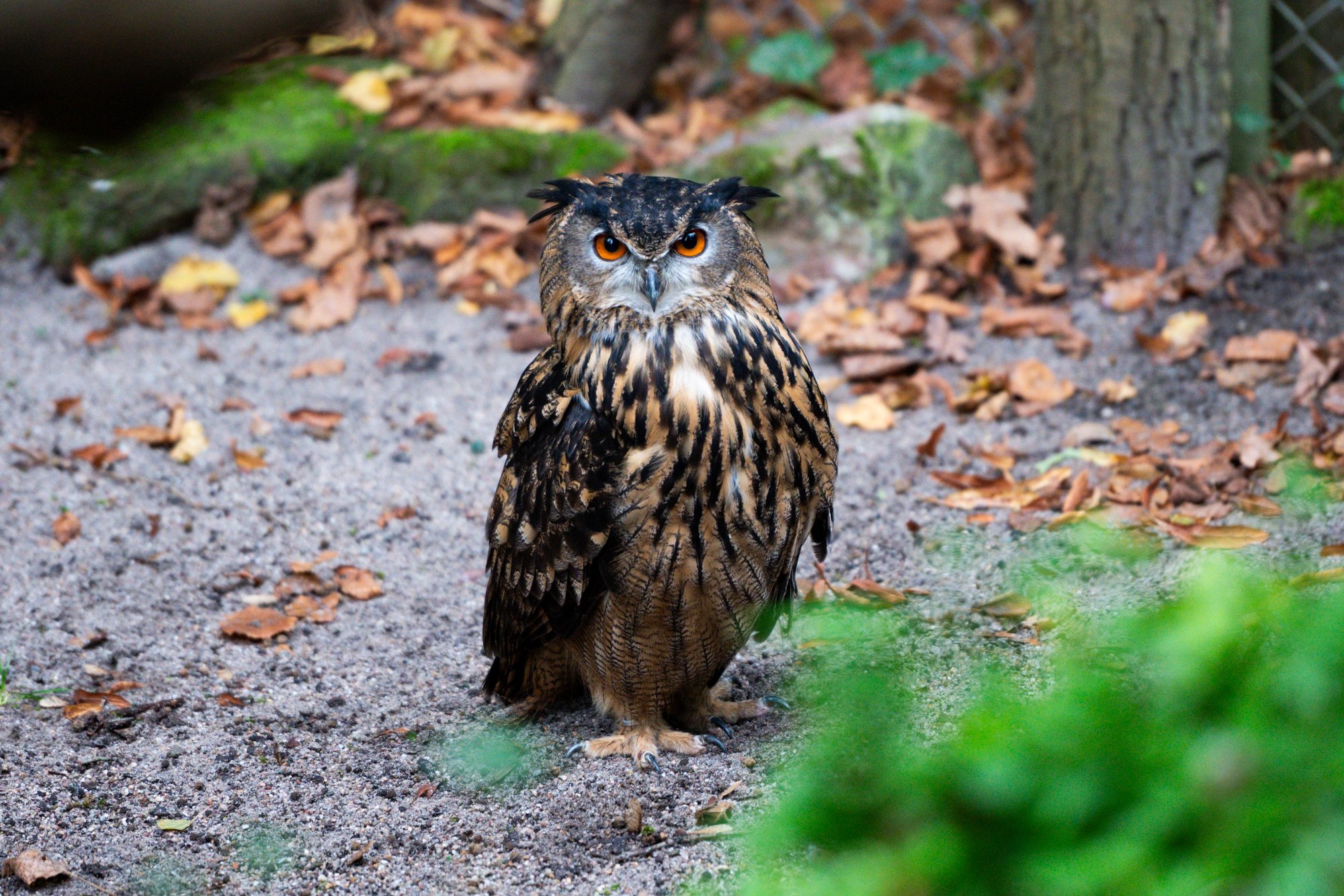 Uhu, Wildpark