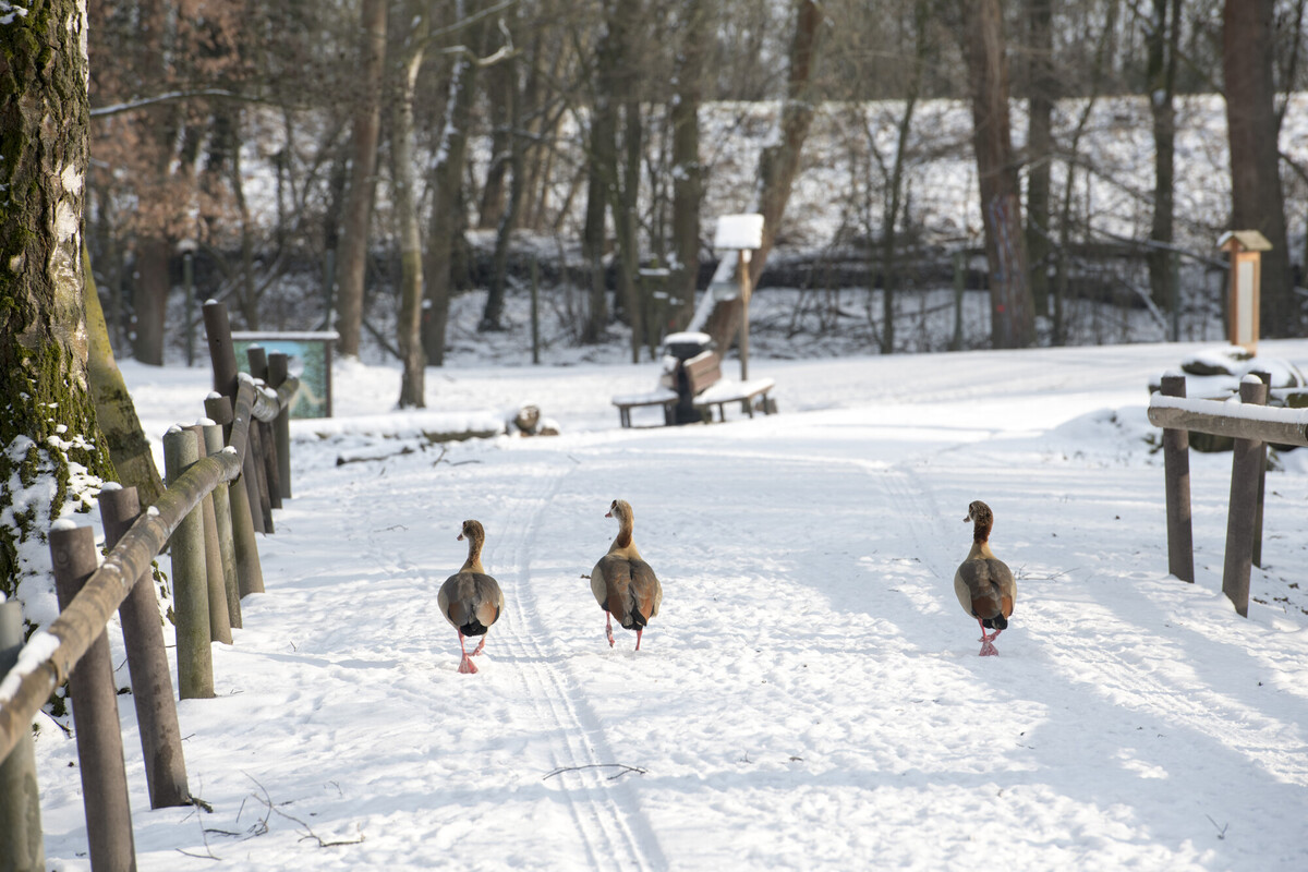 Kanadagänse im Wildpark Rheingönheim