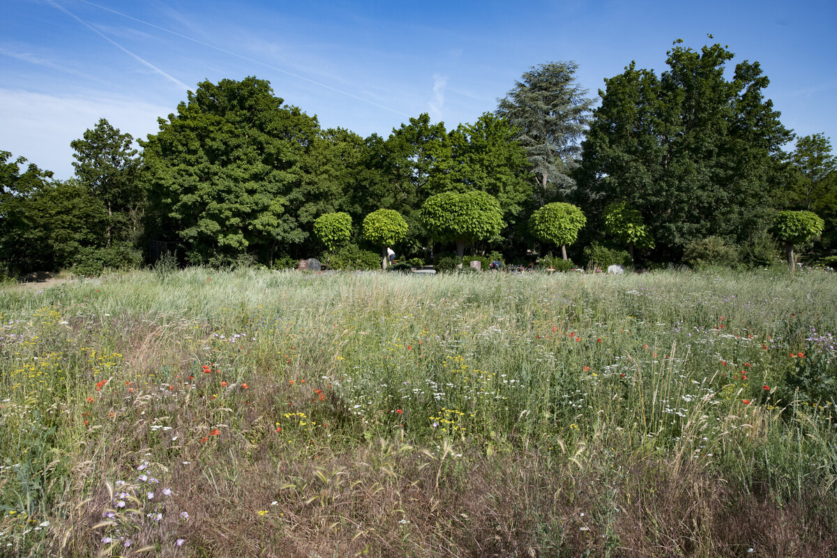 Blumenwiese am Hauptfriedhof Ludwigshafen